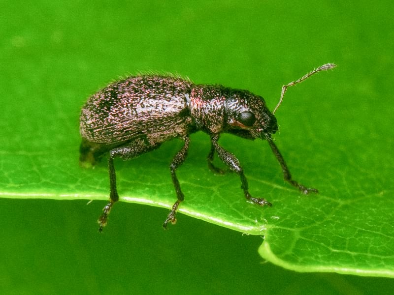 Polydrusus (Eurodrusus) inustus Germar, 1824